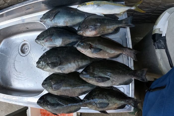 釣り、磯釣り、手作りウキ 四万十桧 夏島様別注 | fpac.com.br